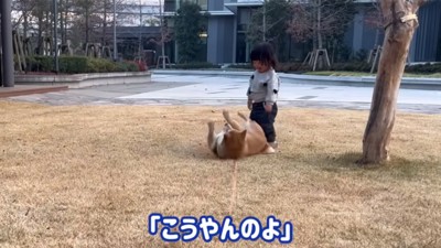 お手本を見せるわらびちゃん