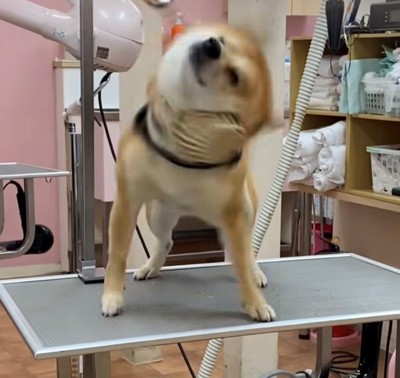 口輪をあごまでずらして頭を振る犬