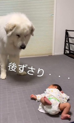 マハロくんと赤ちゃん8