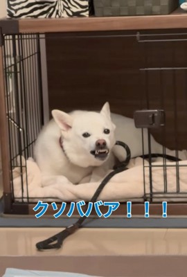 歯を剥き出して唸る犬