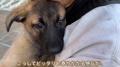 抱っこされて寄りかかる子犬