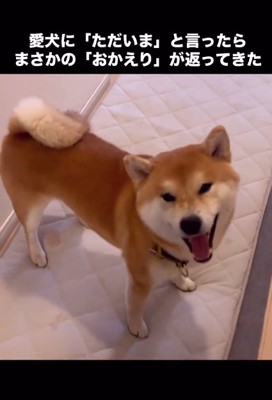 笑顔のこむぎくん