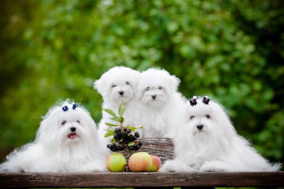親犬と子犬の4頭のマルチーズ