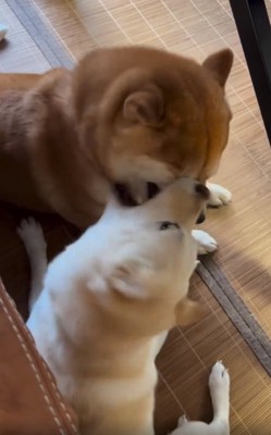 豆千代くんに怒るモッチーちゃん