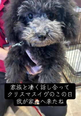 クリスマスイブにやってきた