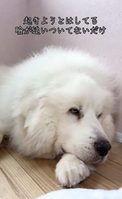 床にあごをつける犬