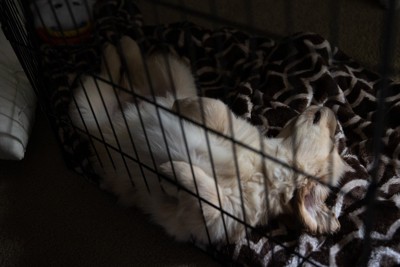 ケージで熟睡する子犬