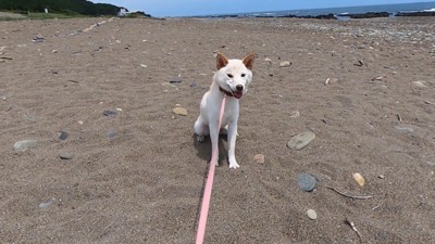 少し落ち着いたようです