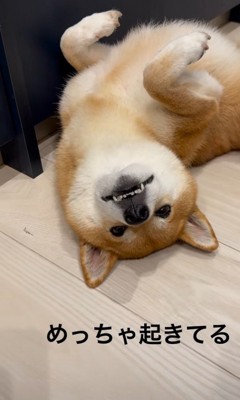 仰向けの柴犬のアップ