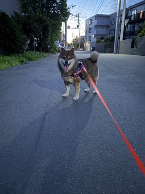 お散歩