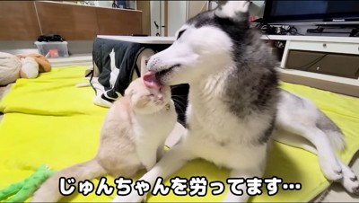 猫の額を舐めるシベリアンハスキー