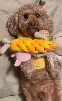 茶々丸くんとおばあちゃん5