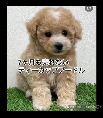 7ヶ月も売れ残っていた犬