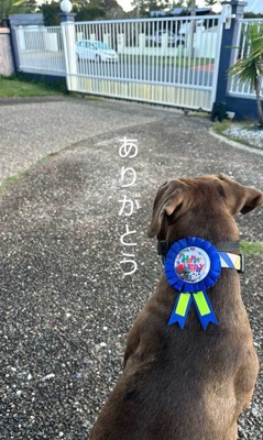 リバくんが2歳になるまで5