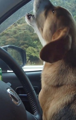 車内に響く音楽に合わせて声をあげる犬