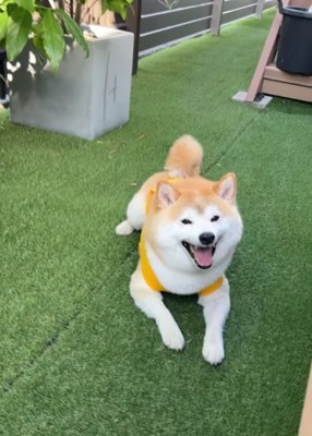 芝生に伏せしている柴犬