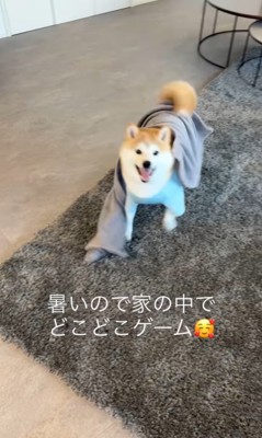 おもちゃ探しゲームをする忠太くん4