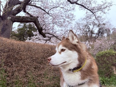ハスキー