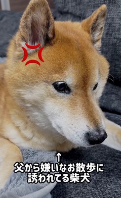 散歩に誘われたロックちゃん