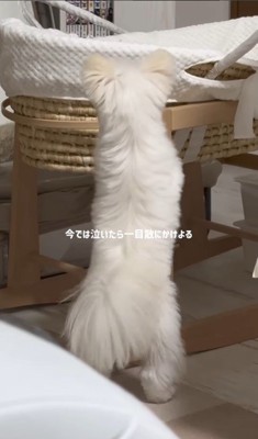 ベポちゃんと赤ちゃん8