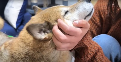 撫でられて目を瞑っている柴犬