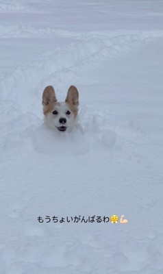 雪に埋もれるポムちゃん8