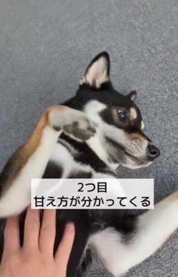 甘えることも増えてきた