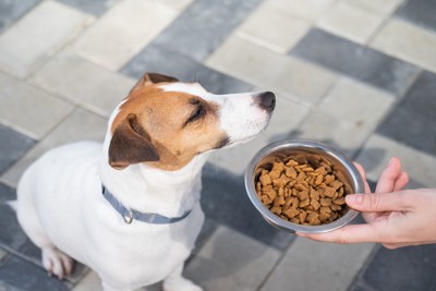 ごはんから目をそむける犬