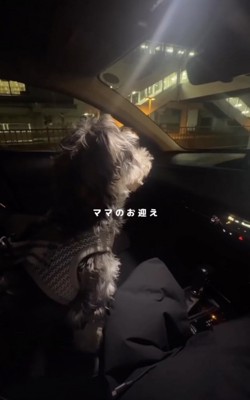 はるばるママのお迎えへ