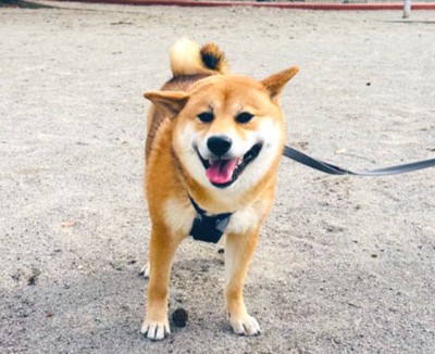 可愛すぎる
