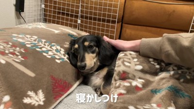 寝かしつけが日課に♡