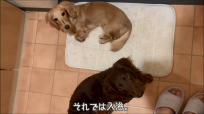 入浴前の2匹