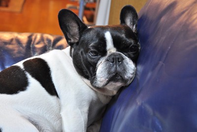 うつろな表情でイスによりかかっている犬