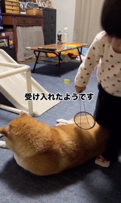 危うく踏まれそうに
