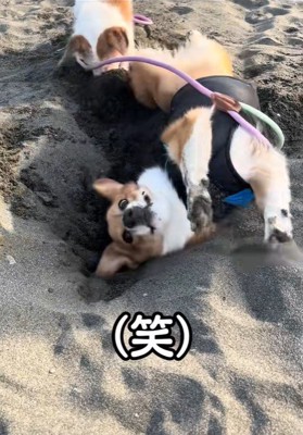 穴掘りを教わるラティちゃん6