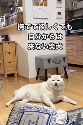 なでてほしいときは…