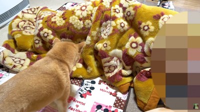 ハナちゃんがパパさんのそばへ