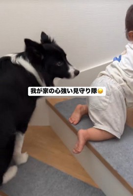 赤ちゃんを見守るヒマちゃん5