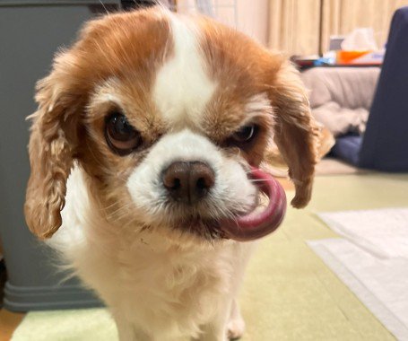 洋画の悪い上官…？