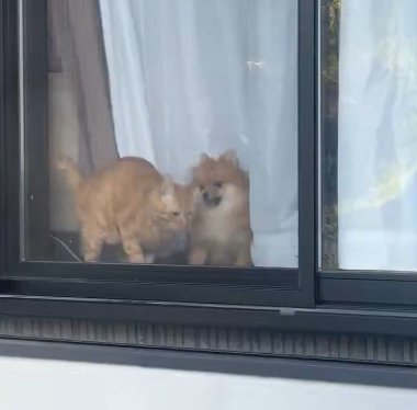 ぴょこん