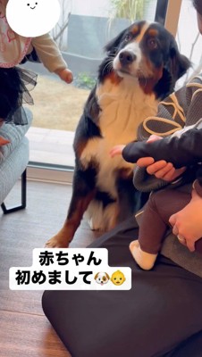 赤ちゃんを見つめる子犬