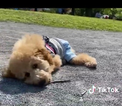 小枝が大好き！！