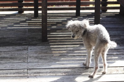 老犬、グレーのトイプードル