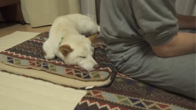 飼い主の後ろで寝る犬