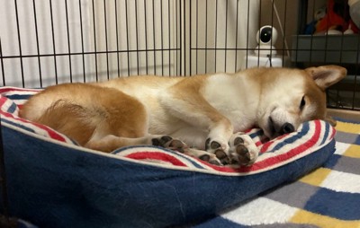 いそべ君の日常