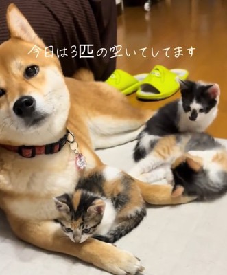 3匹の子猫