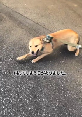 叫んでしまうあい君