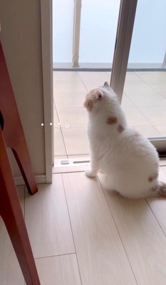 うどん君とあられちゃんの愉快なやり取り8