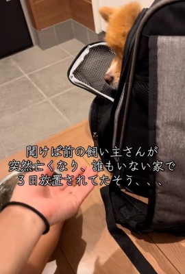 ひとりぼっちだったレモンちゃん