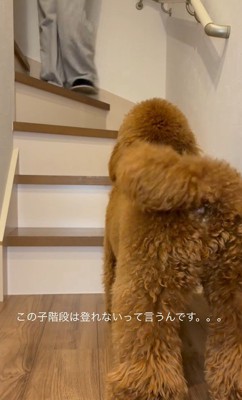 飼い主さんが呼んでも動きません